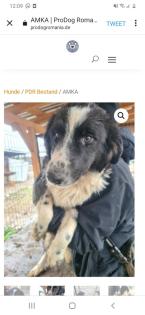 Tolle Welpen, Junghunde Hundesenioren