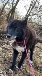 Venom. aktiver, lieber Hundeopi