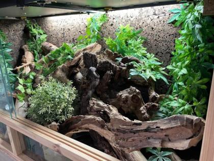 Königspython inklusiveTerrarium
