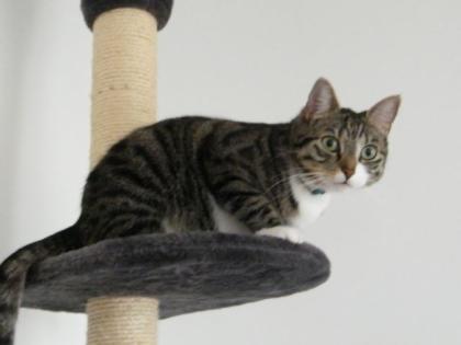 Miss Kicki sucht neues Zuhause