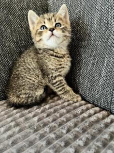 BKH Kitten Mix