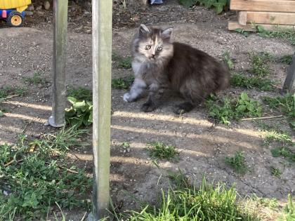 Katzenjunges abzugeben
