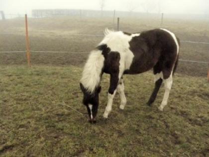Ein echtes Indianer Pferd
