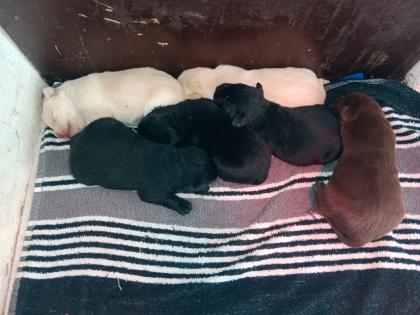 Labrador Welpen Hunde schwarz braun gelb Hündin Rüde Hund