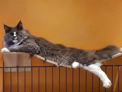 Maine Coon Kätzchen suchen ihre Traumfamilie