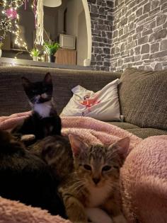 Süße Kitten suchen neues Herz