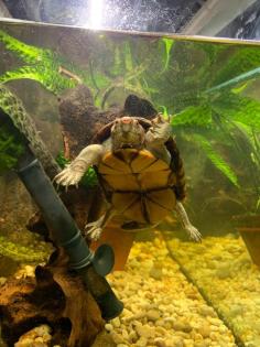 Rotwangenklappschildkröte