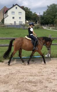 Reitpony Mix Wallach, 3 jährig, 1, 45 m, Freizeit, Western, Dressur