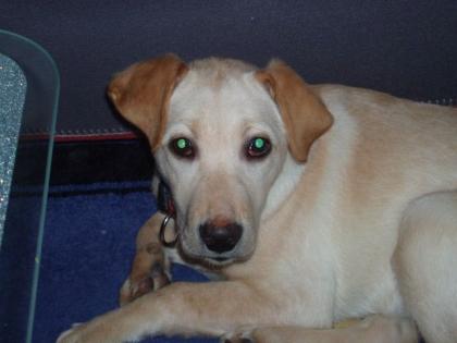 Labrador Welpe