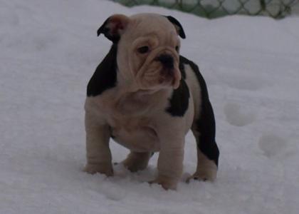 Ganz Besondere Englische Bulldoggen
