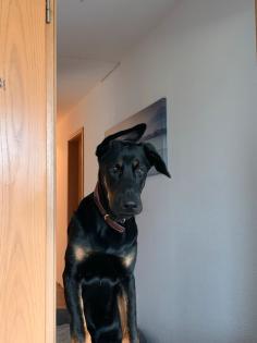 Dobermann Schäferhund mix Nalu 12 Monate