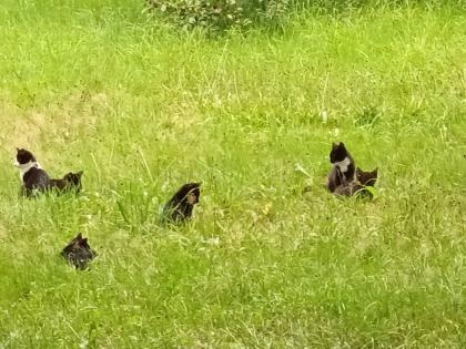 Süße junge Katzen/Hauskatzen in liebevolle Hände abzugeben