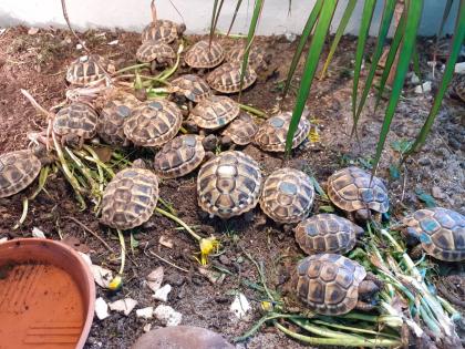Griechische Landschildkröten THB Nachzuchten von 2022