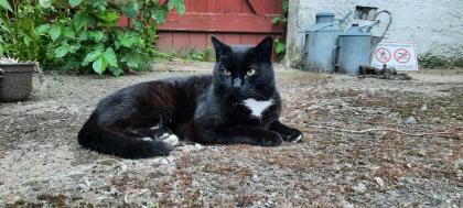Kater vermisst