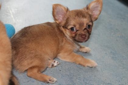 Hochtypvoller Chihuahua DECKRÜDE KEIN VERKAUF 1, 6 kg
