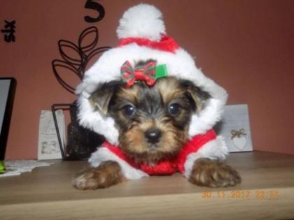 Welpen Yorkshire Terrier mit Papiere