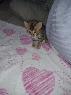 Bengalkitten