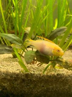 Zierfische Albino-Barsch Pärchen