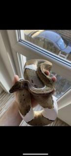 Python Regius / Königspython Banana Bumblebee Pin Pied 2. 0