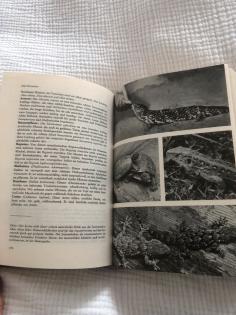 Tierbuch - Tiere bei uns daheim Sachbuch Ratgeber