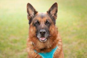 GUSTI - Schäferhund, männlich, 9 Jahre, 70 cm, 51 kg, Gechipt