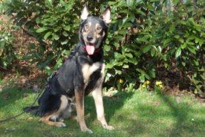 SKYLO - männlich 5 Jahre 58 cm 19 kg Mix Gechipt Nicht kastriert