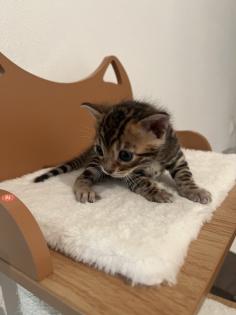 4 zuckersüße Bengal Kitten