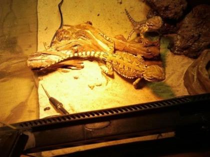 Zwergbartagamen Pogona Henrylawsoni zu verkaufen