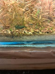 Neocaridina davidi Dark GreenJade Süßwasser Garnelen