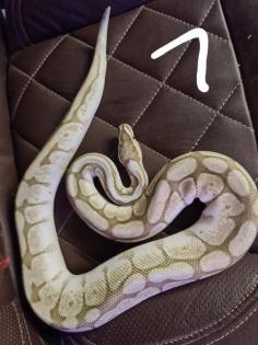 4 königspythons abzugeben.