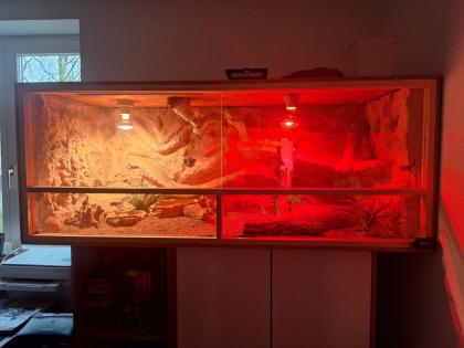 Bartagame mit Terrarium und Zubehör