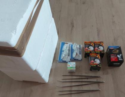 Kornnattern Pärchen sucht ein neues Zuhause