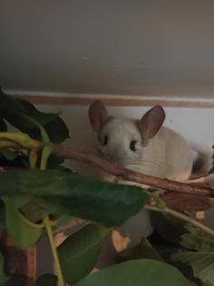 Aktive Chinchilla Oma sucht neues Zuhause