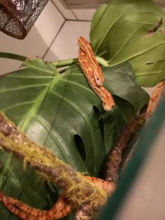 2 Kornnattern mit Terrarium