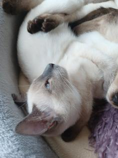 Siam / Thai Kitten Blue Point, Babys, Kätzchen. 1 Junge. Abgabebereit.
