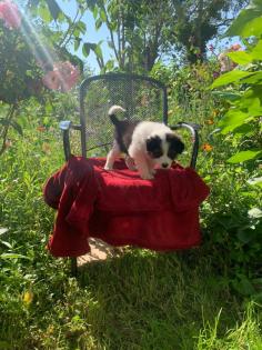 Australian shepherd welpen