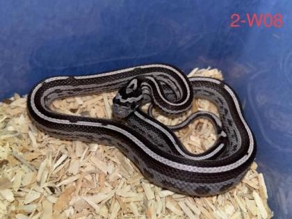 Kornnattern Nachzuchten 2022 - Anery Tessera Motley-x-Striped Sunkissed