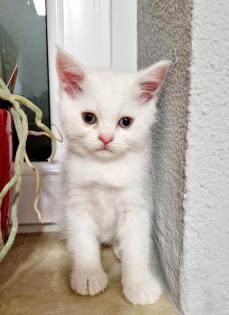 BKH BLH Kitten