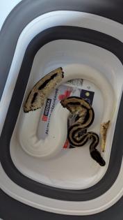 Python regius Bestandsauflösung