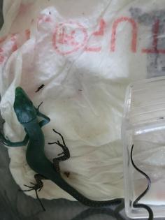 Gastropholis Prasina 0. 0. 3 grüne Baumeidechse