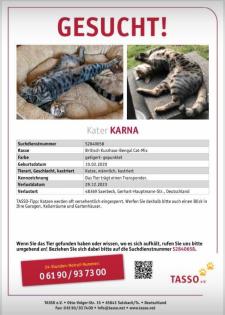 Bengal Britisch Kurzhaar Kater vermisst gesucht Katze