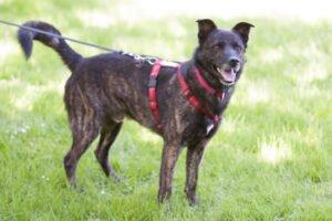 JACKY BOY - männlich 3 Jahre 53 cm 22 kg Mix Gechipt Kastriert