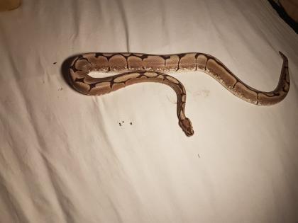 Königspython Python Regius 1. 0 Spider