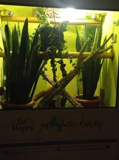 Madagaskar Taggeckos mit Terrarium