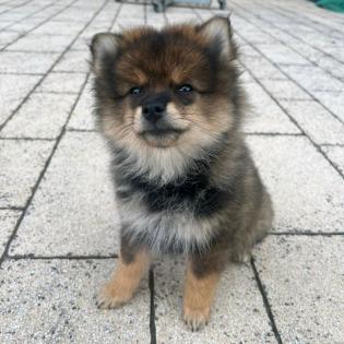 Kleinspitz