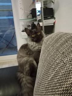 Deckkater MaiCoon Perser Mischling