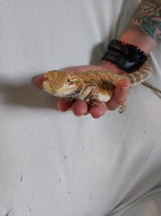 Bartagame 4 Monate alt zu liebevolles Zuhause