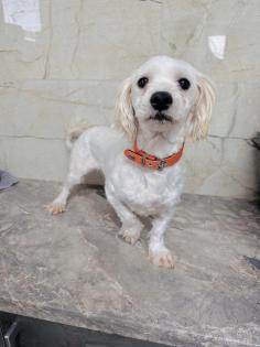 Latte ist ein richtig toller Familienhund