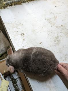 Langschwanz Chinchillas