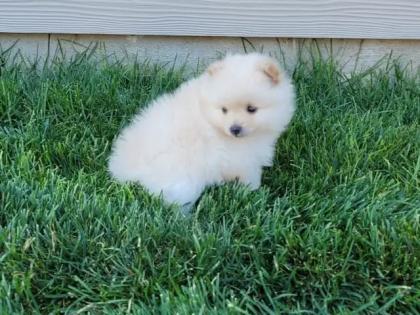 Pomeranian-Zwergspitz Welpen